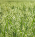 Fresh Oat Plant