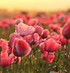 Fresh Poppies