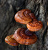 Fresh Reishi