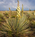 Fresh Yucca