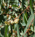 Live Eucalyptus Plant