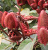 Fresh Annatto