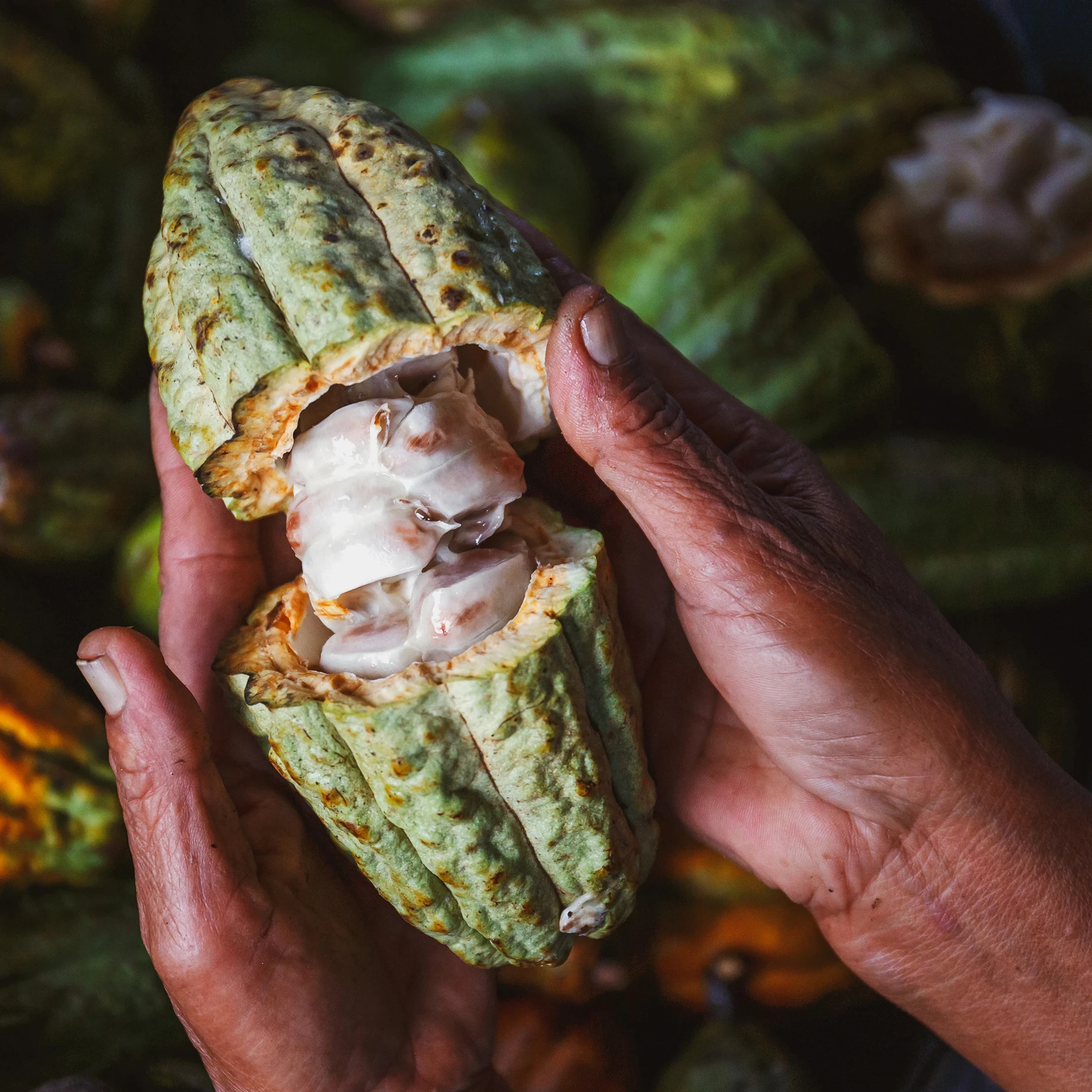 Organic cacao bean being held in hands
