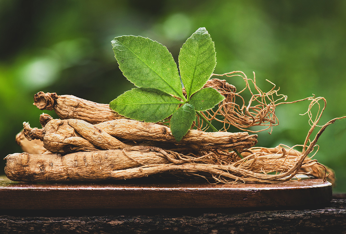Ginseng Root with a fresh ginseng leaf