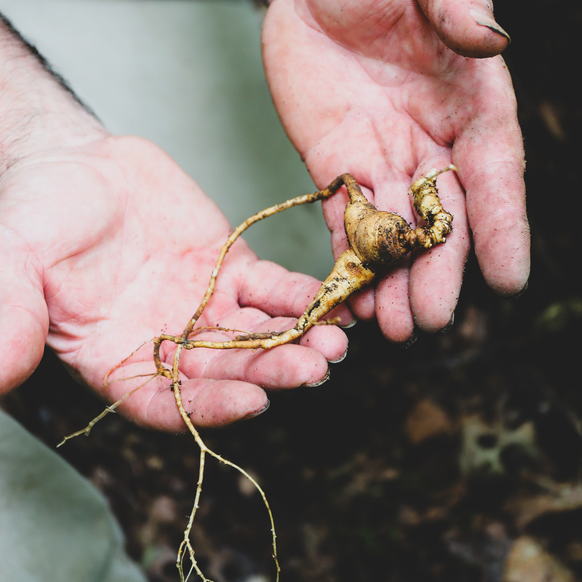 Ginseng Root begin held