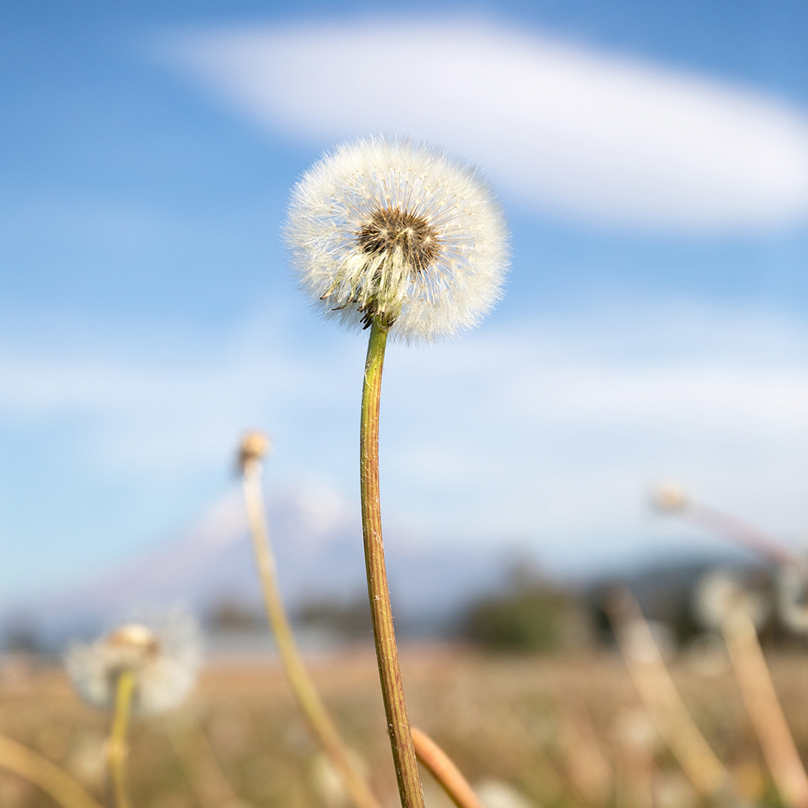 Dandelion in Seed Stage