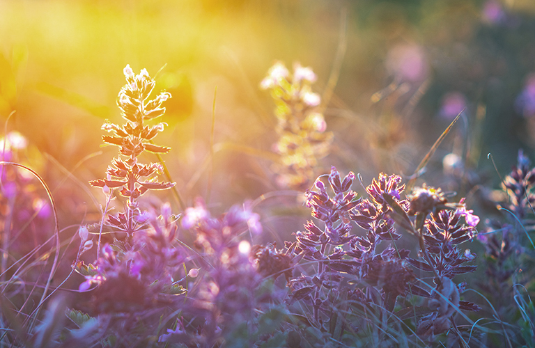Fields of purple flowers during sunset