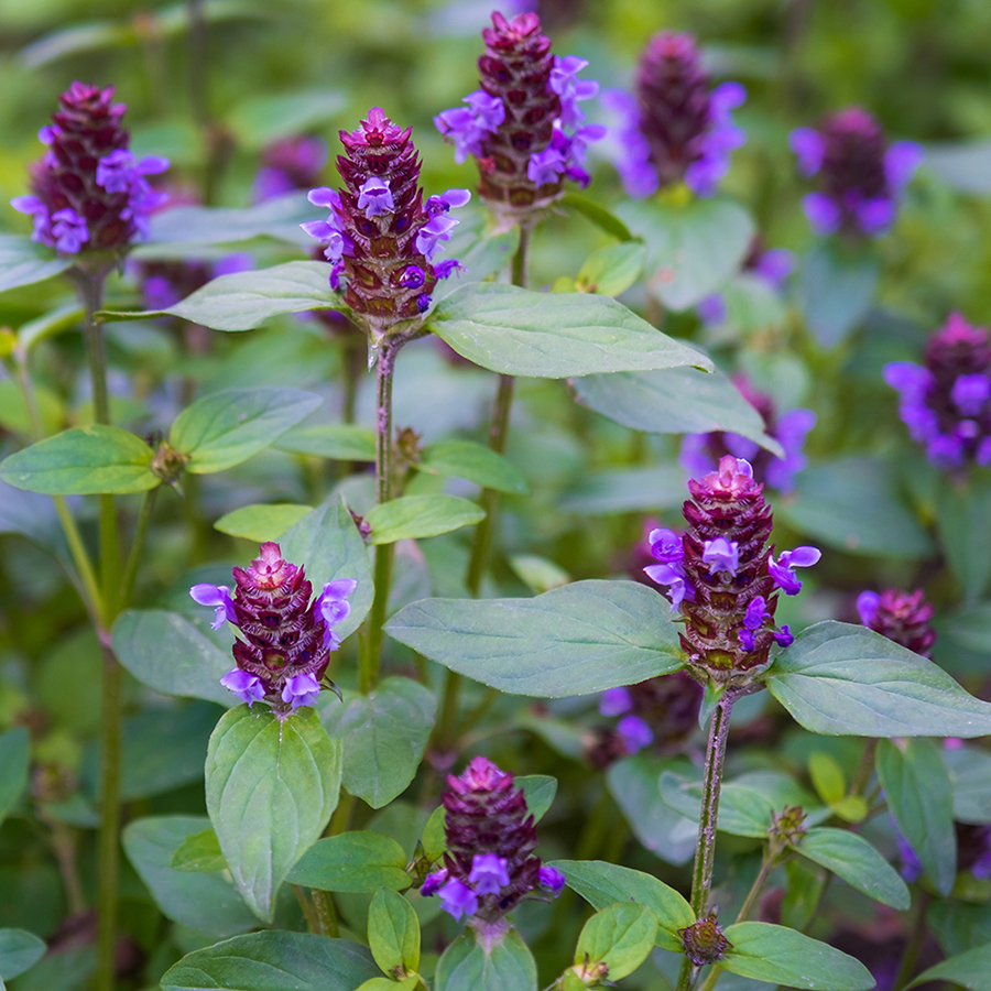 Photo of self heal plant in bloom with purple flowers. 