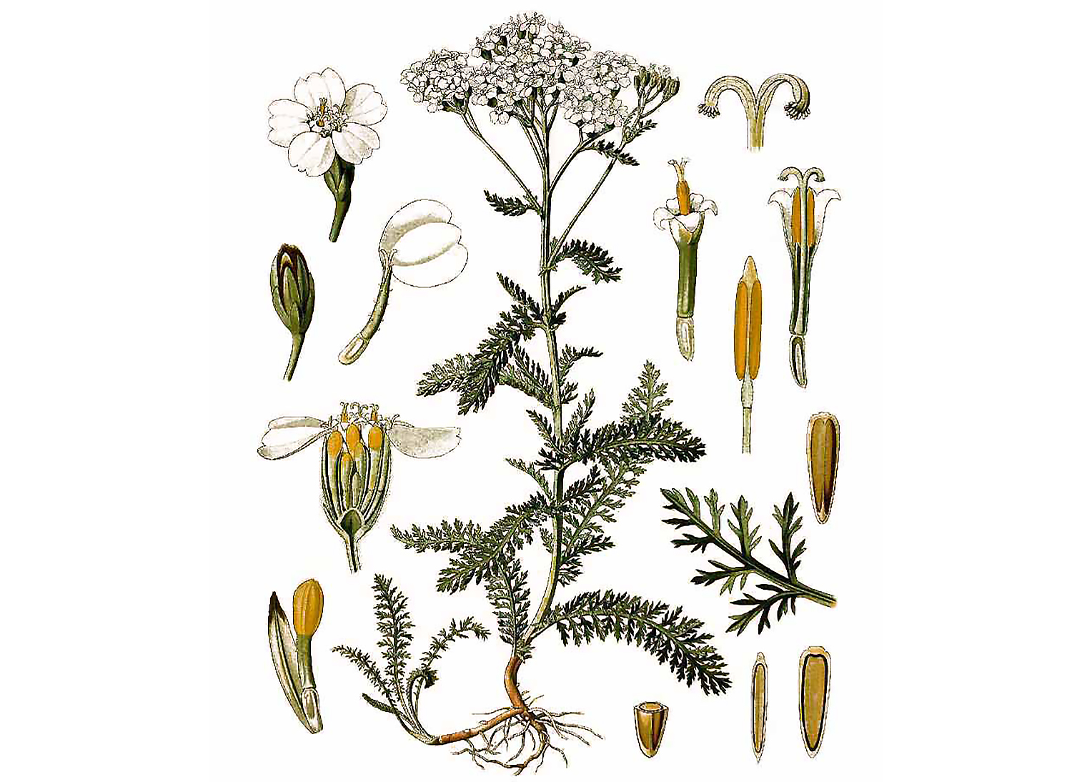 Home Garden 50 Yarrow Flower Seeds 6 Colors Achillea Millefolium Medicinal Plant Cultivation Seeds Bulbs