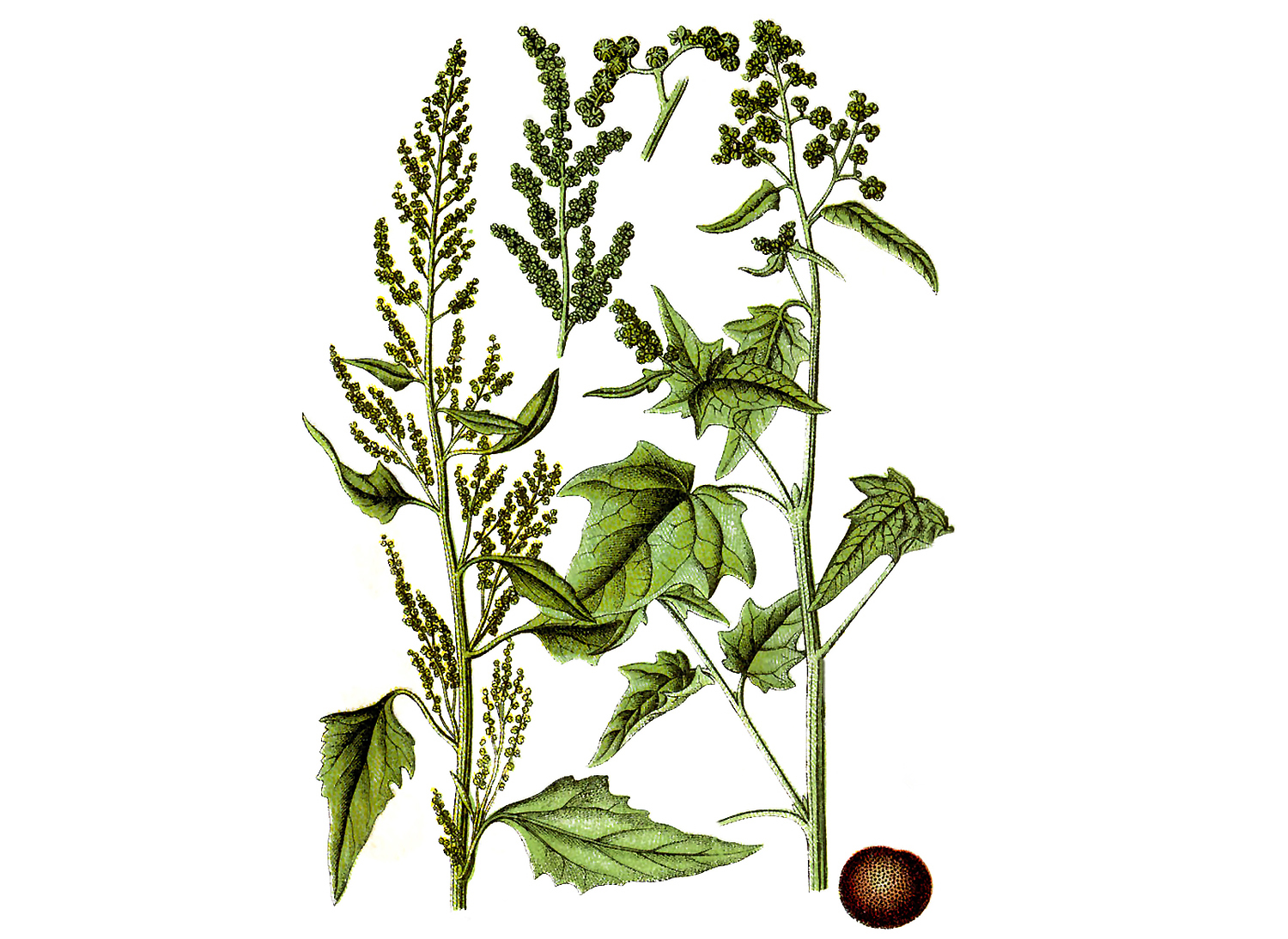 Epazote Herb Non-GMO Chenopodium ambrosioides 150 Seeds