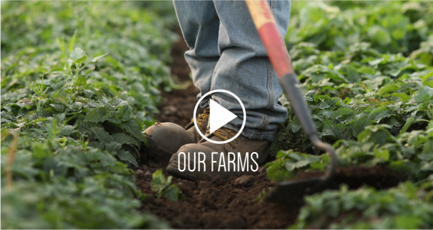 Row of herbs in field and linking to the Our Farms topic on the Mountain Rose Herbs blog