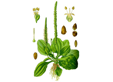 Plantain Seeds