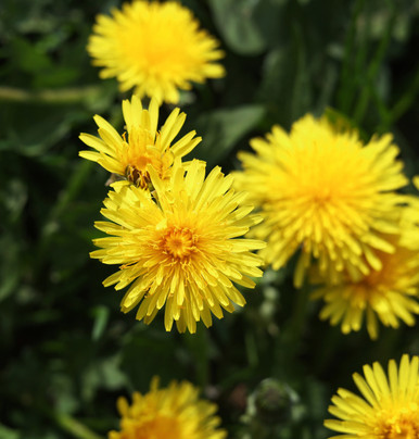 Fresh Dandelion