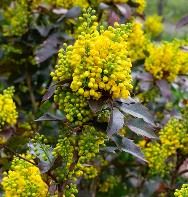 Fresh Oregon Grape2