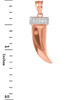 Tiger tooth fang pendant in rose gold, with diamonds.
