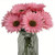 Single pink gerbera daisy cake flower with realistic petals and long stem for cake decorating and floral arrangements.