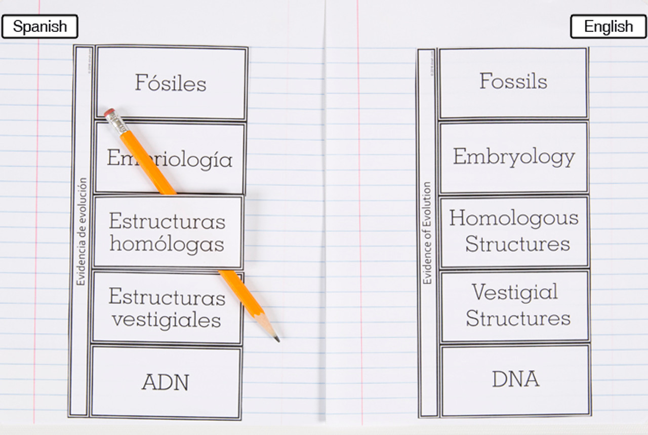 Evidence Of Evolution Vocabulary Dzdownloadablefoldables Evidence Of Evolution Vocabulary Dzdownloadablefoldables