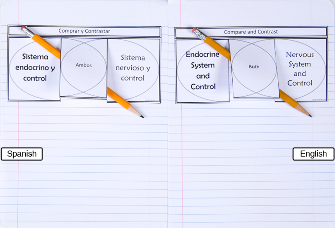 Endocrine And Nervous Systems Venn Diagram Dzdownloadablefoldables 