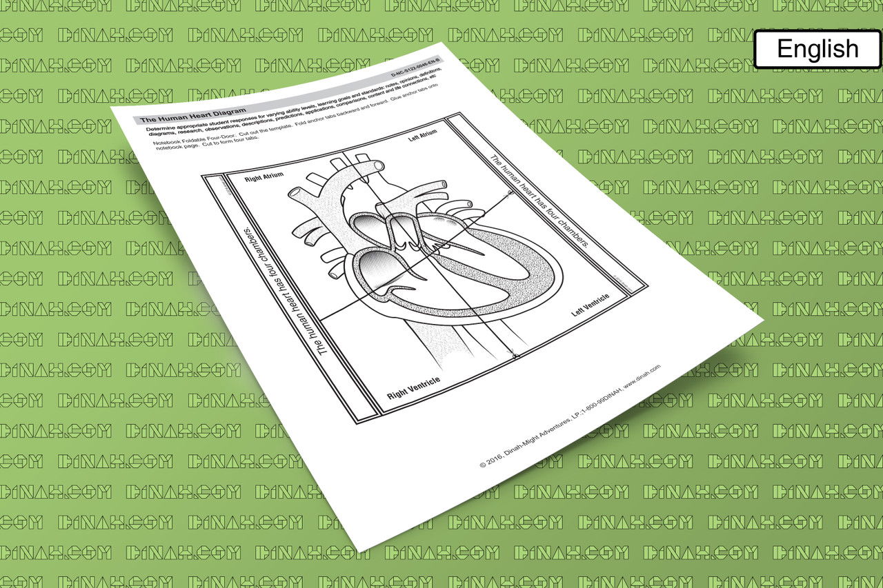 D-nc-s122-0046-en-b the human heart diagram-2