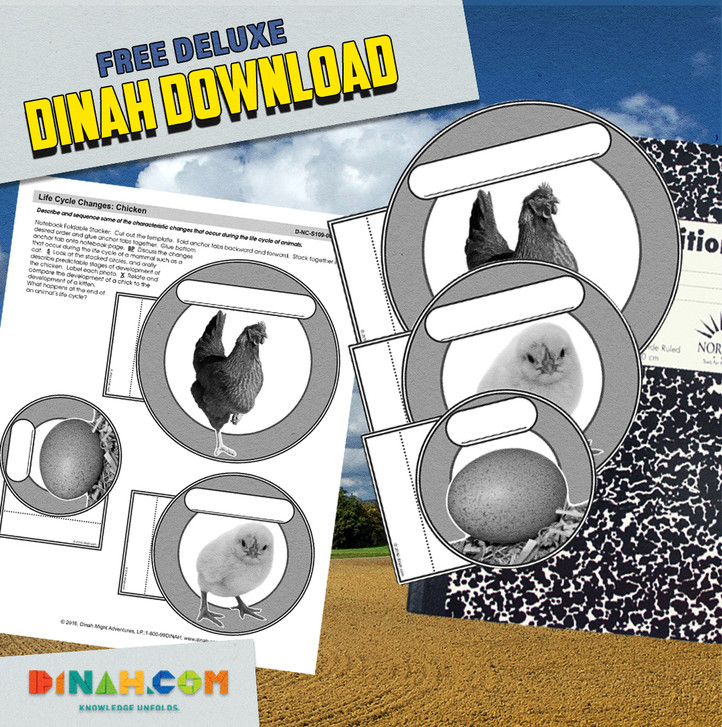 Life Cycle Changes: Chicken