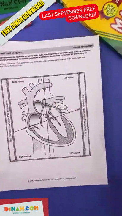 Four Chambers of the Human Heart Notebooking Foldable!