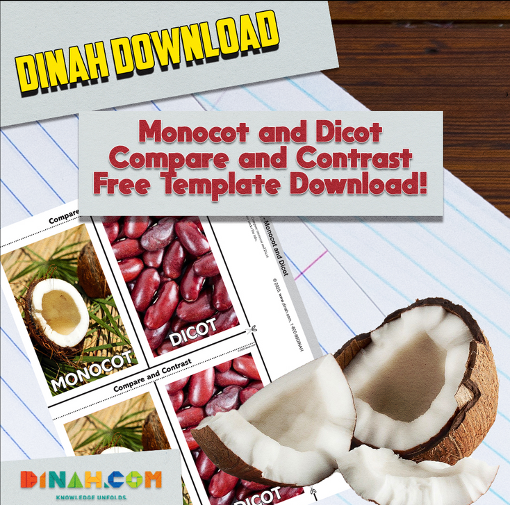 Monocot and Dicot Compare and Contrast Monocot and Dicot Compare and Contrast
