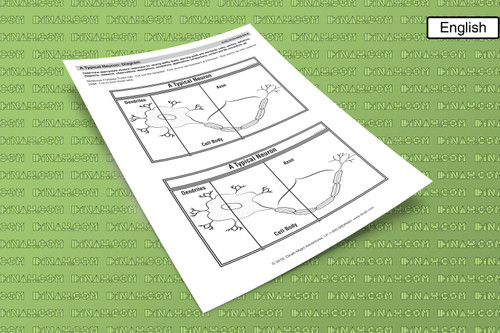 D-nc-s122-0026-en-b a typical neuron-2