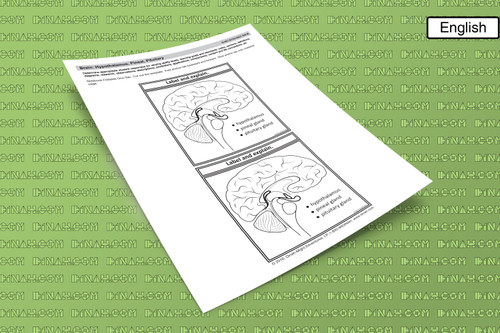 D-NC-S122-0037-EN-B- Brain: Hypothalamus, pineal, pituitary