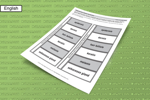 D-nc-s122-0002-en-b integumentary system vocabulary-2