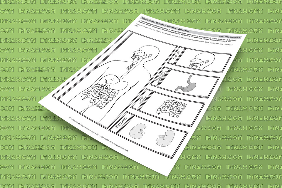 Digestive And Excretory Systems Diagrams Dzdownloadablefoldables 