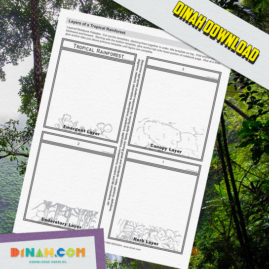 Layers of the Rainforest - dzdownloadablefoldables