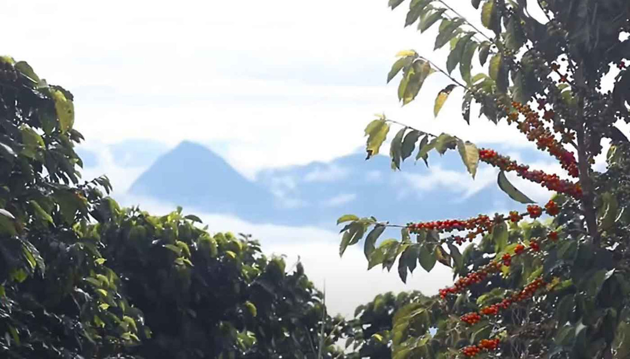 Ripe coffee tree growing at high altitude