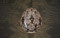 pendant ceiling light