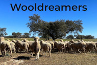 Introducing Wool Dreamers Saona
