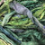 Frabjous Fibers Sari Ribbon Yarn Spruce