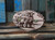 Sunrise Grove Row Counter Cherry Sheep
