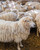 The Wonder of Wool