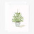 Emily Lex Studio Notecard Set (Evergreen Christmas)