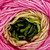 Freia Minikin Fingering Yarn (Jasmine)