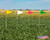 Vinyl field marker flags in a crop field.