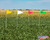 Vinyl field marker flags in a crop field. 