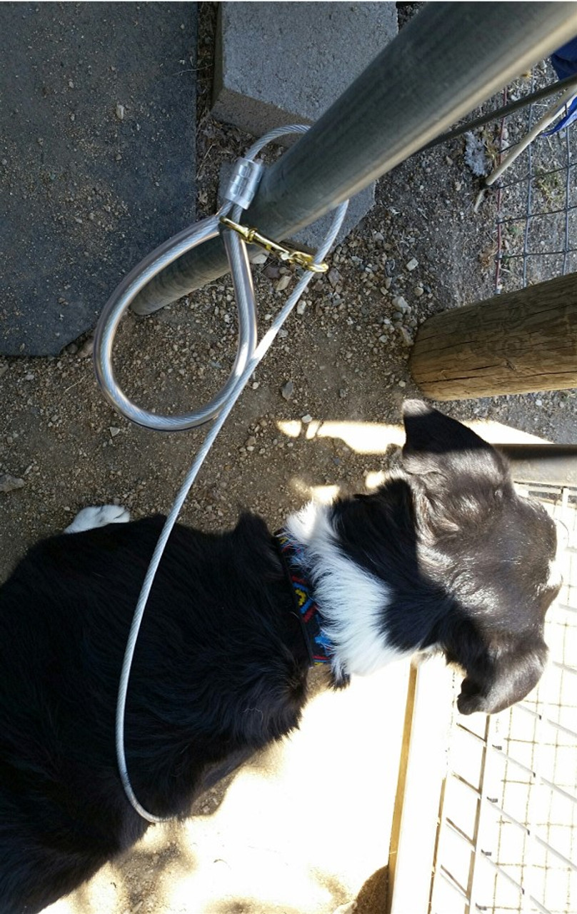 cable dog leash