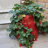 3 Pockets 18L / 5 Gallon Non-woven Felt Strawberry Planting Bag, Size: 23X28cm(Brown)