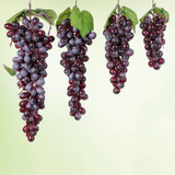 4 Bunches 60 Purple Grapes Simulation Fruit Simulation Grapes PVC with Cream Grape Shoot Props