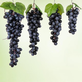 4 Bunches 60 Black Grapes Simulation Fruit Simulation Grapes PVC with Cream Grape Shoot Props