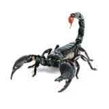 Creative Personality Scratch Cover  Car Body Sticker(Scorpion)