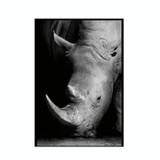 Simple Black and White Animal Decoration Painting Study Living Room Sofa Background Wall Painting Without Frame, Size:40X50cm(Rhinoceros)