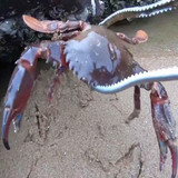 Crab Tongs Loach Tongs Sea Tool, Model: 53cm Ctraight Clip