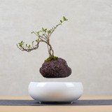 Volcanic Rock Flower Pot + Imitation Ceramic Resin Base Magnetic Levitation Potted Plant Home Decoration, US Plug
