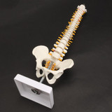 Human Spine with Pelvic Model Human Anatomical Anatomy Spine Model Spinal Column Model, Size: 45cm